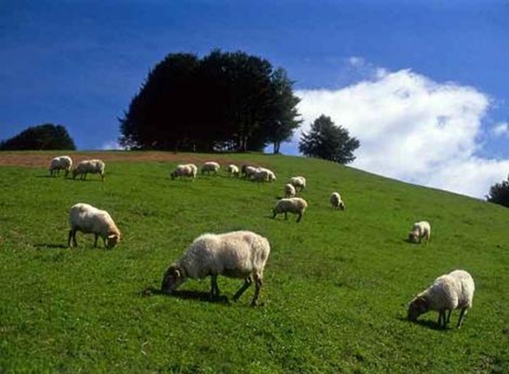 Mejorar la alimentacion de las ovejas genera alimentos mas saludables